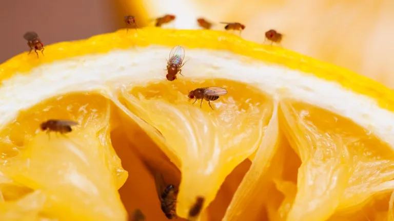 Elimine mosquitinhos em frutas com uma receita caseira