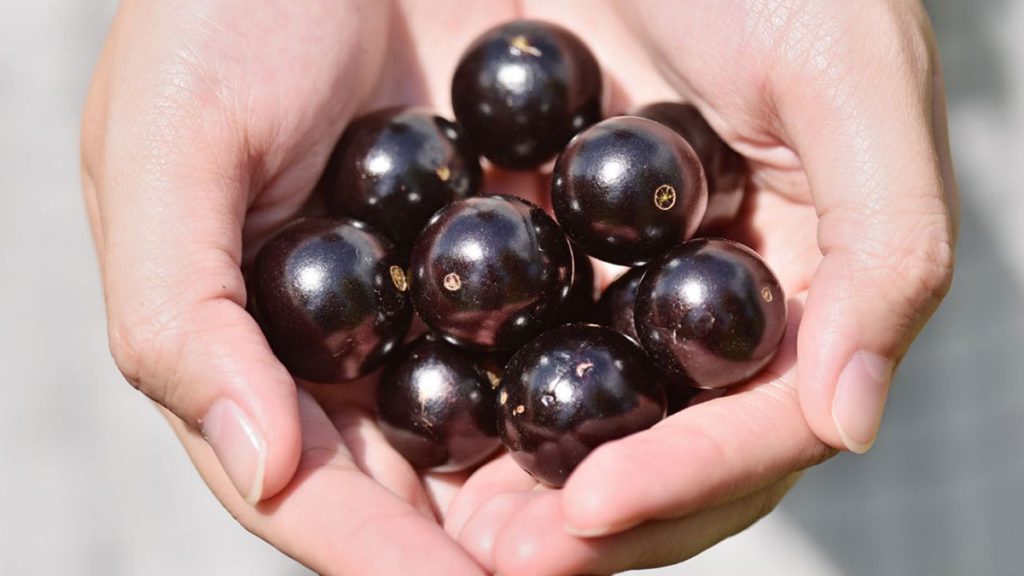 Jabuticaba pode ajudar a combater a diabetes e reduzir gordura no fígado.