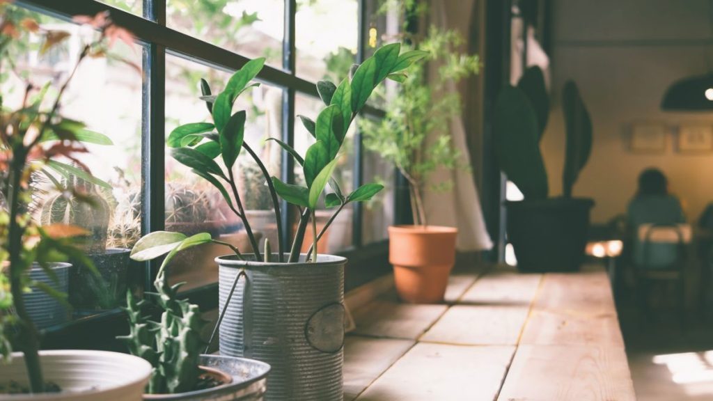 Lista traz 5 plantas para ter em casa que vão te ajudar a limpar e purificar o ar do ambiente, mantendo a saúde dos pulmões muito mais elevada.