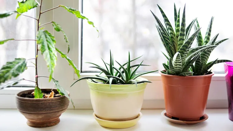 5 plantas para ter em casa e purificar o ar protegendo os pulmões