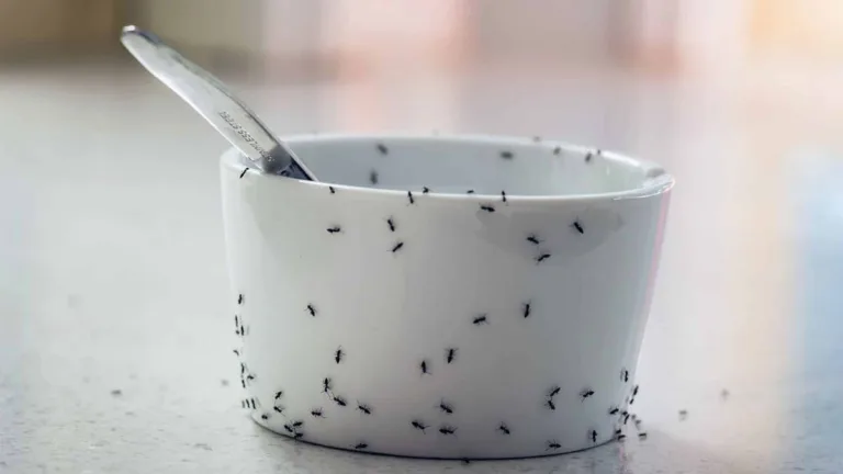 Acabe com as formigas na sua casa com essa mistura caseira